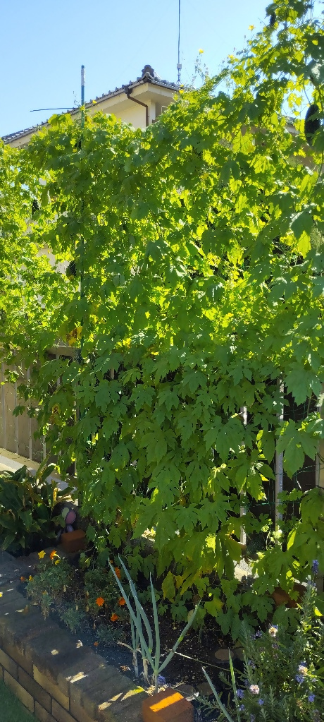 デッサンさんの写真