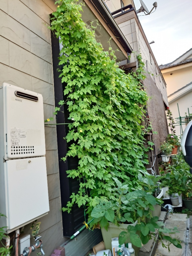 とんとんさんの写真