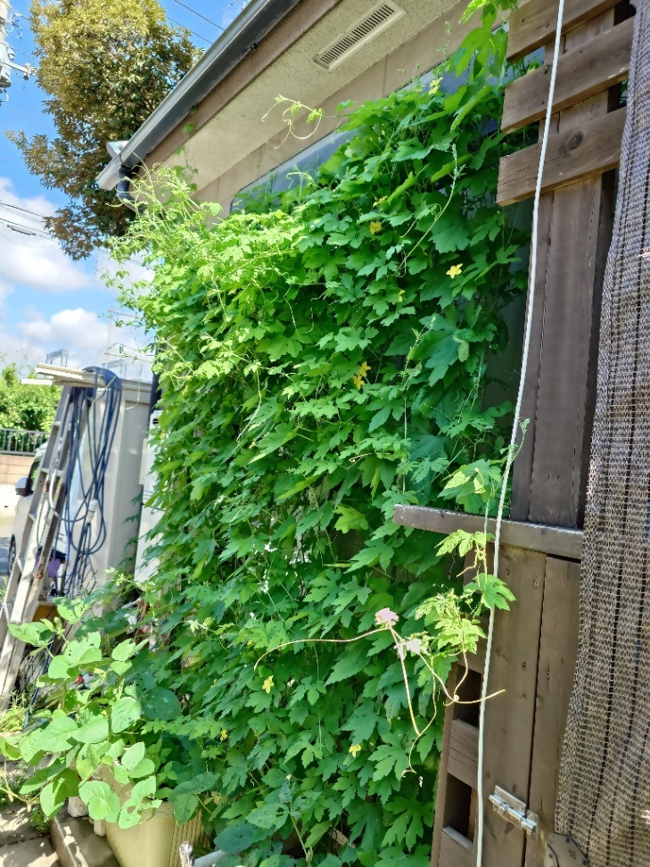 とんとんさんの写真2