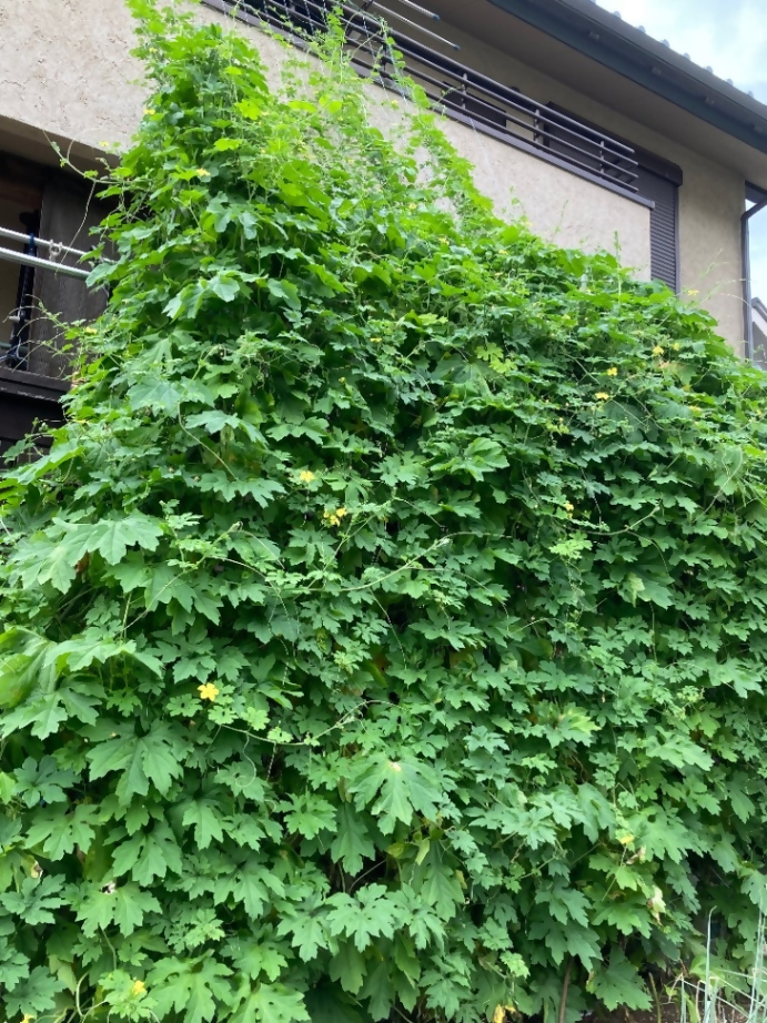 おむすびさんの写真