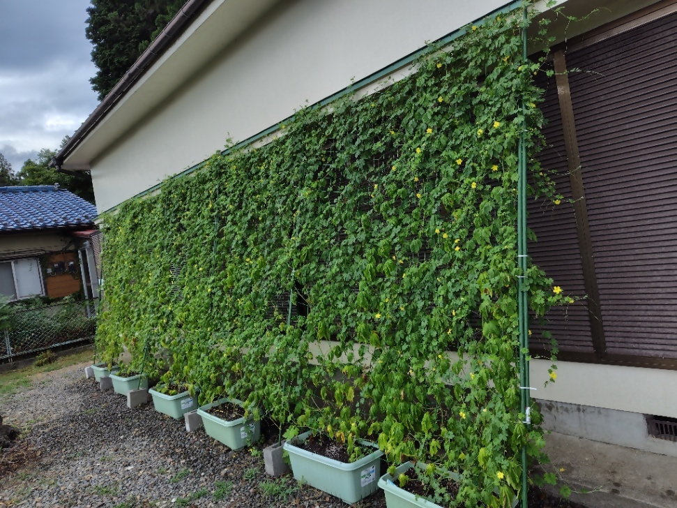 小中野グリーンさんの写真