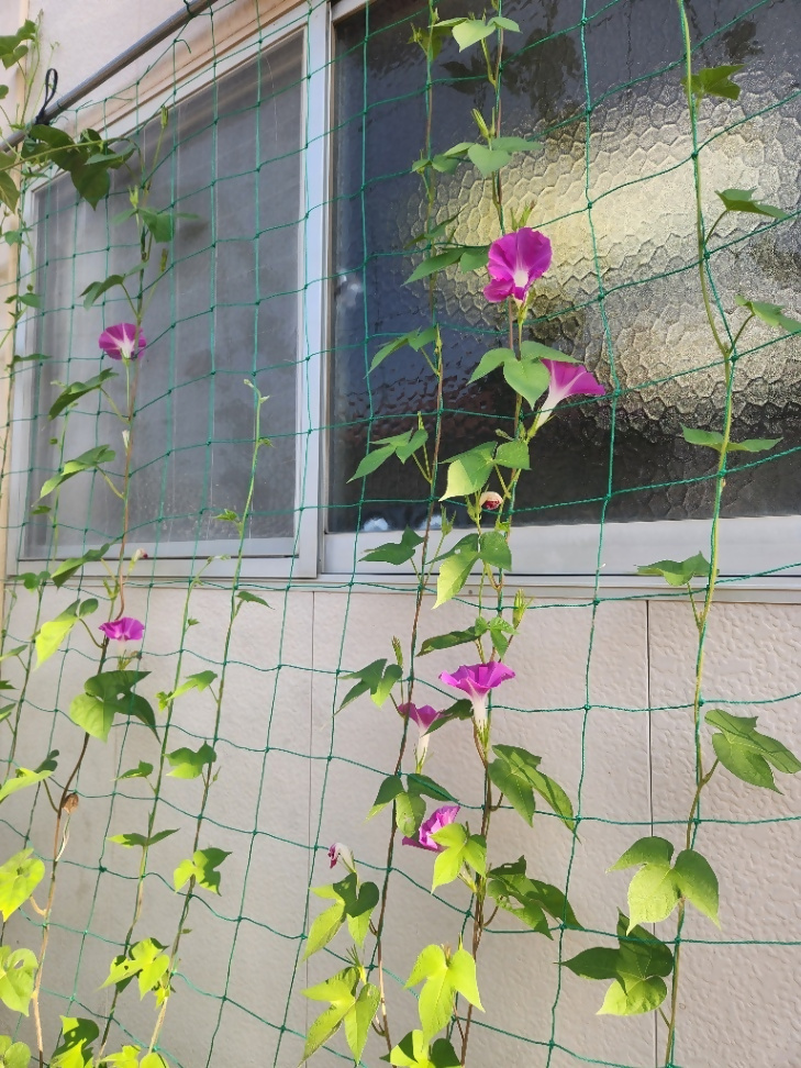 モリタビニールさんの写真2