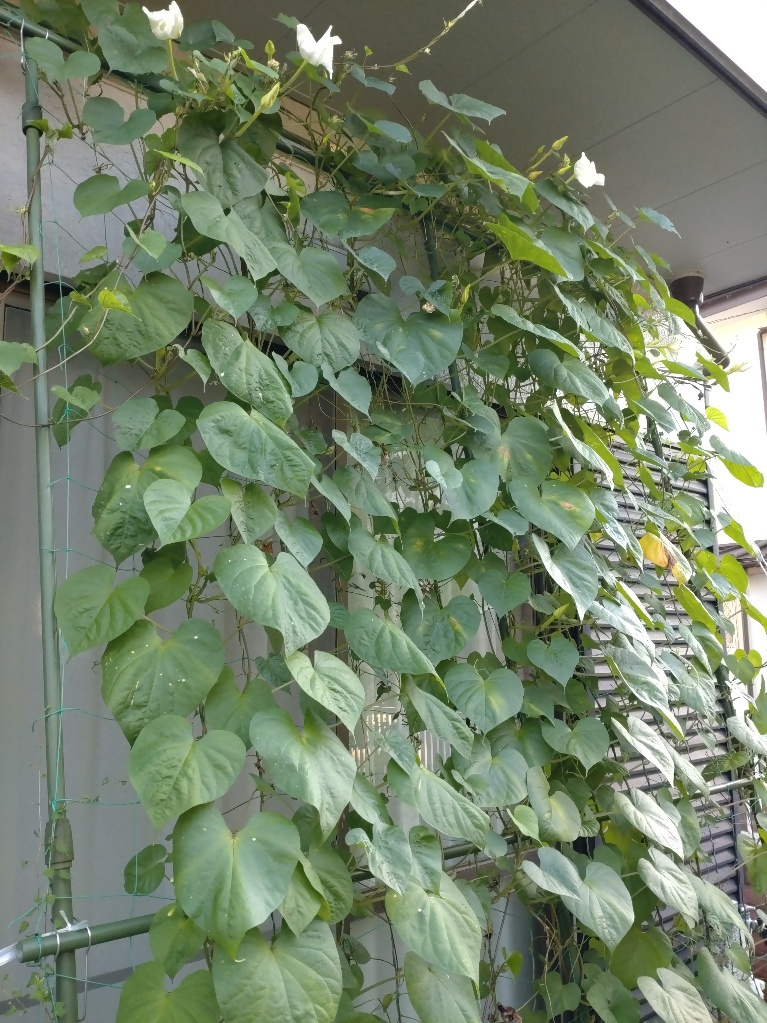 暑くて元気がないチャイ3号さんの写真