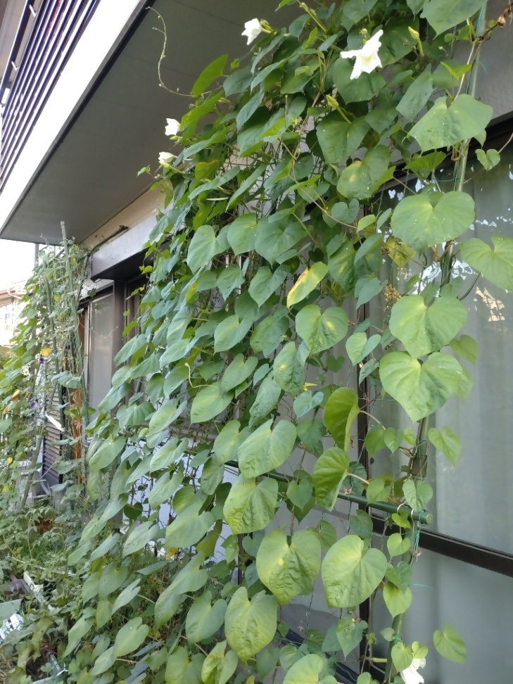 暑くて元気がないチャイ3号さんの写真2