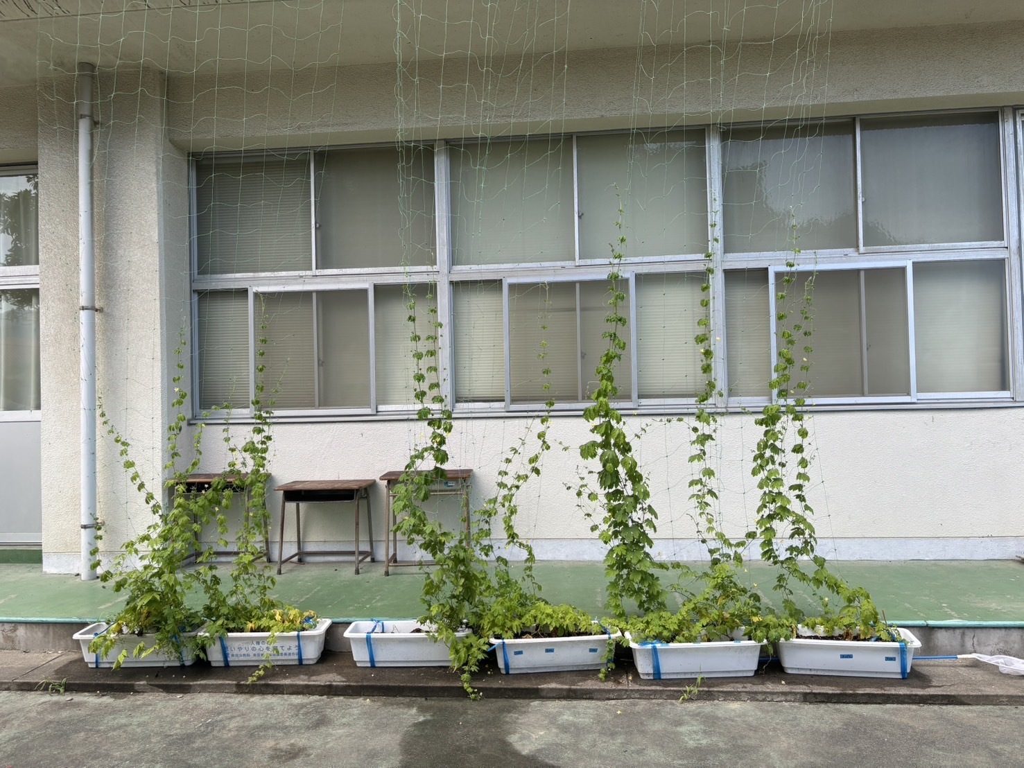 五日市小学校の写真