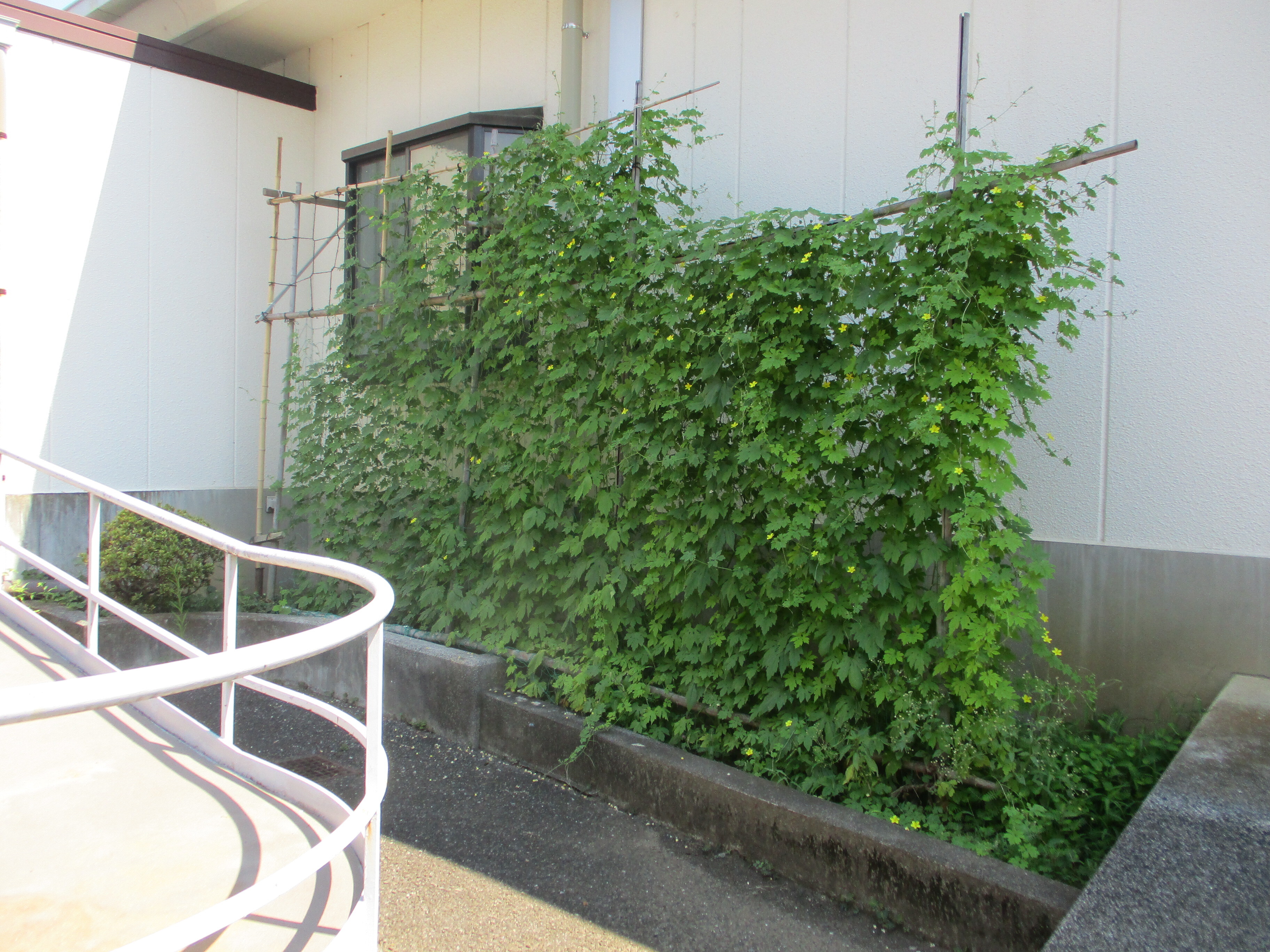 五日市郷土館の写真