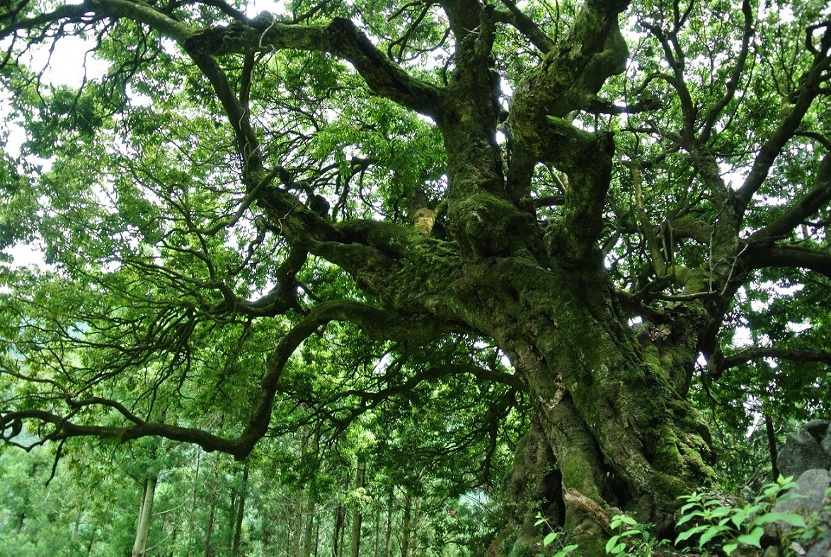 あきる野の自然の画像
