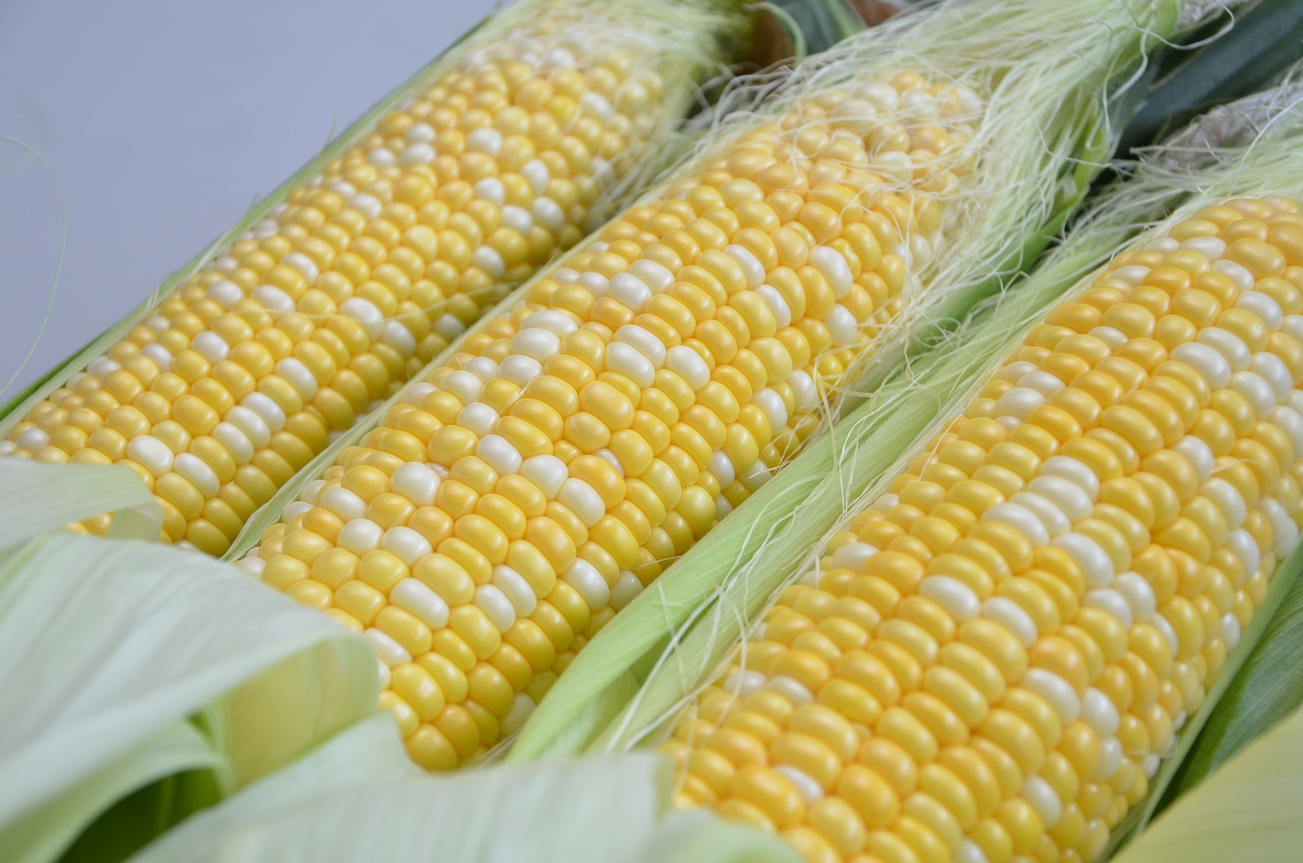 あきる野のとうもろこし