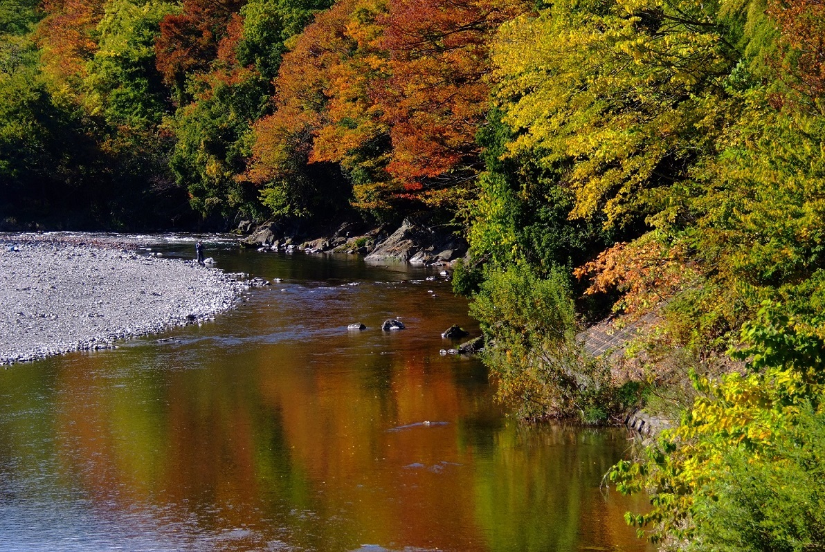 秋川橋河川公園の紅葉