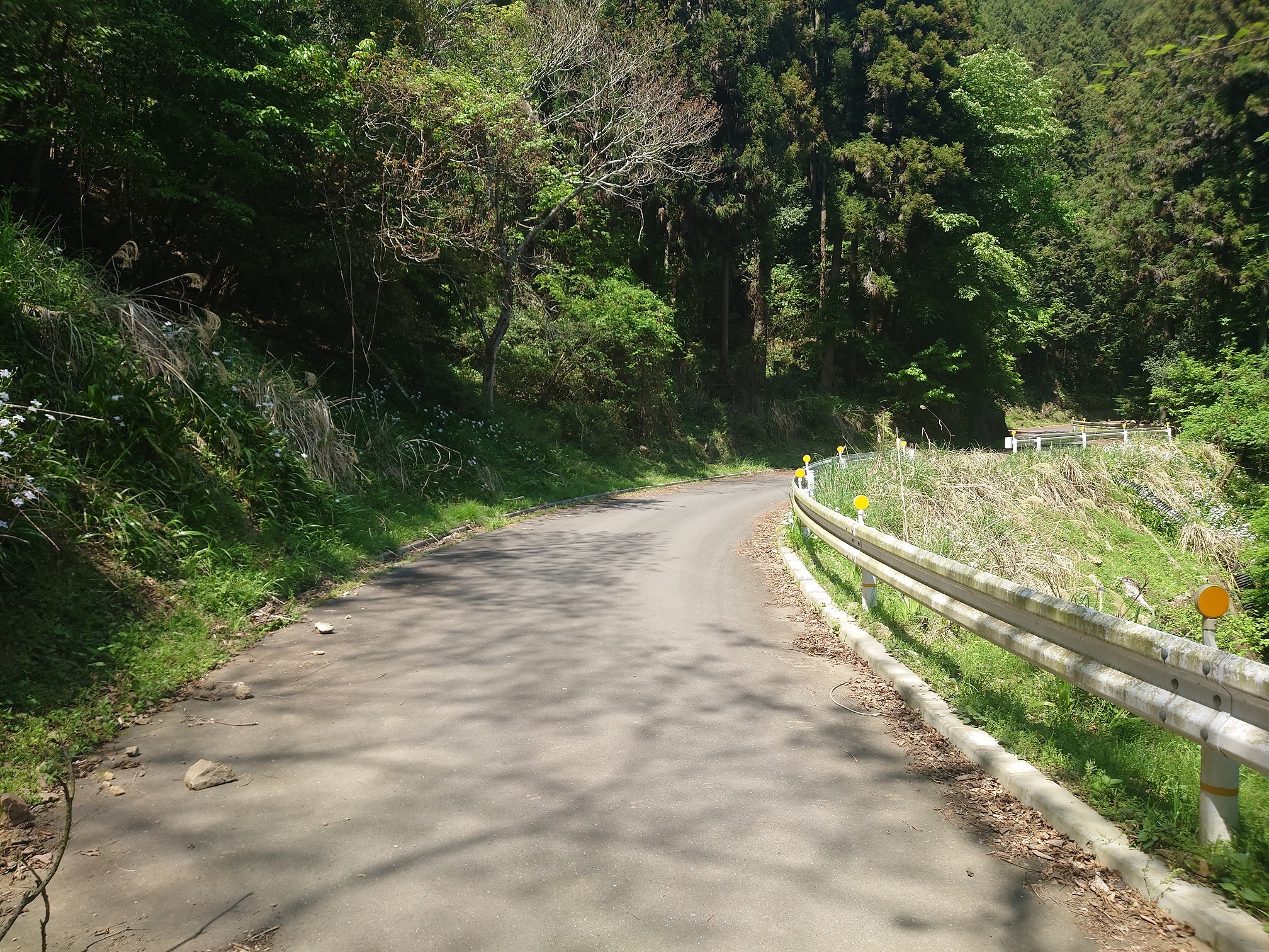 星竹林道の写真
